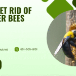 How to Get Rid of Carpenter Bees