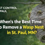 Remove a Wasp Nest