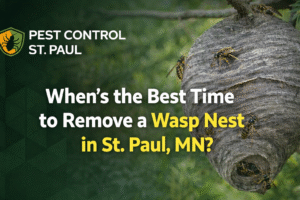 Remove a Wasp Nest