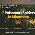 Poisonous Spiders in Minnesota