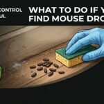 What to Do If You Find Mouse Droppings