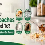 pest_control_st_paul_cockroach